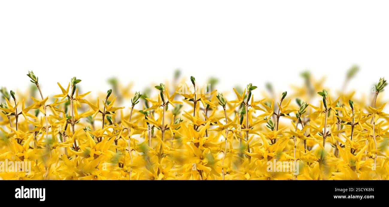 Gelber Frühling Forsythien-Zweige Web-Banner Hintergrund isolierter Ausschnitt auf weiß Stockfoto