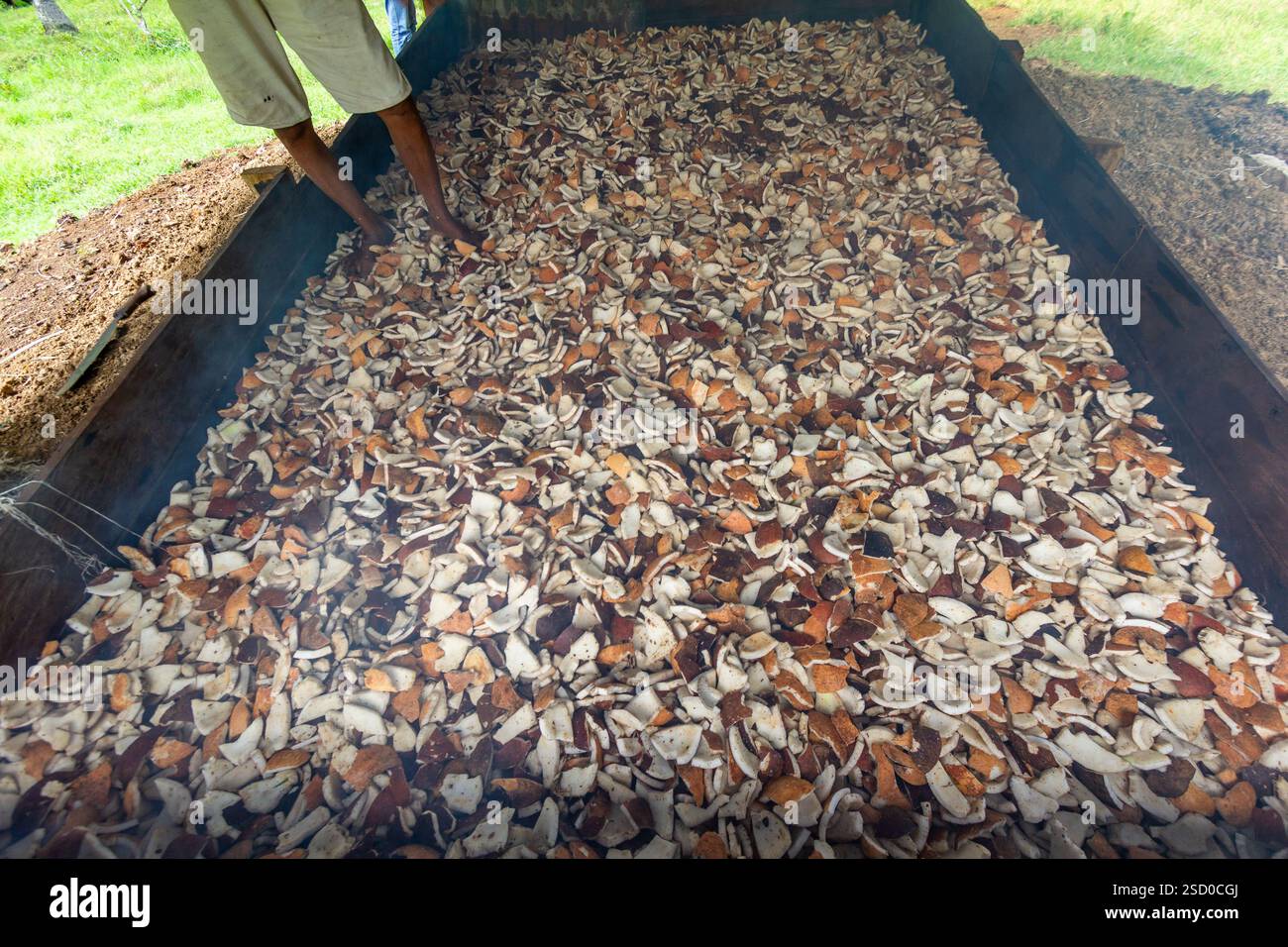 Kopraherstellung im ländlichen Bohol auf den Philippinen, wo Kokosfleisch als wichtiges Nebenprodukt der florierenden lokalen Kokosnussindustrie getrocknet wird Stockfoto