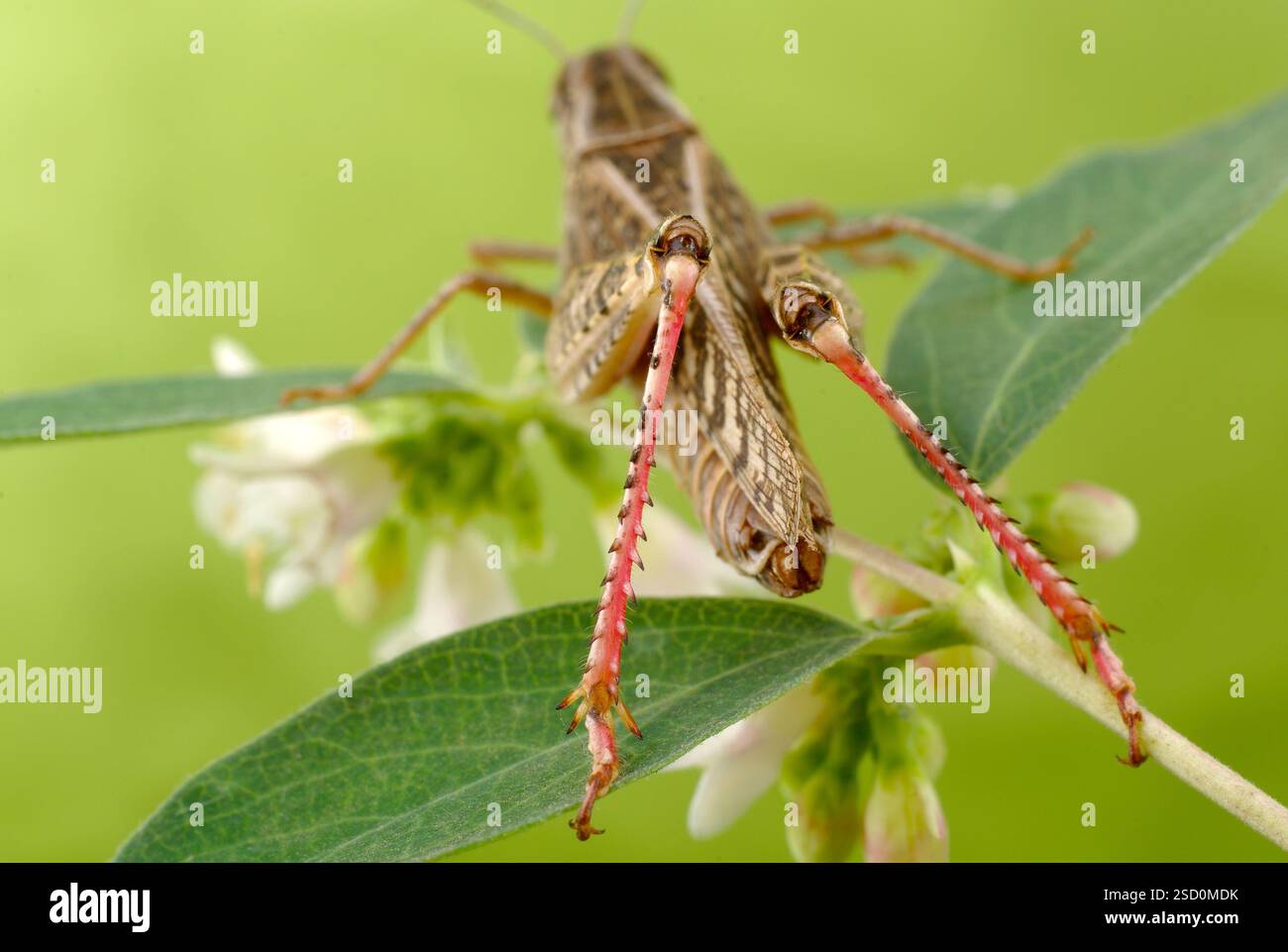 Italienischer Locus (lateinisch Calliptamus italicus) ist eine Art von Insekten aus der Familie der Heuschrecke (Acrididae). Stockfoto