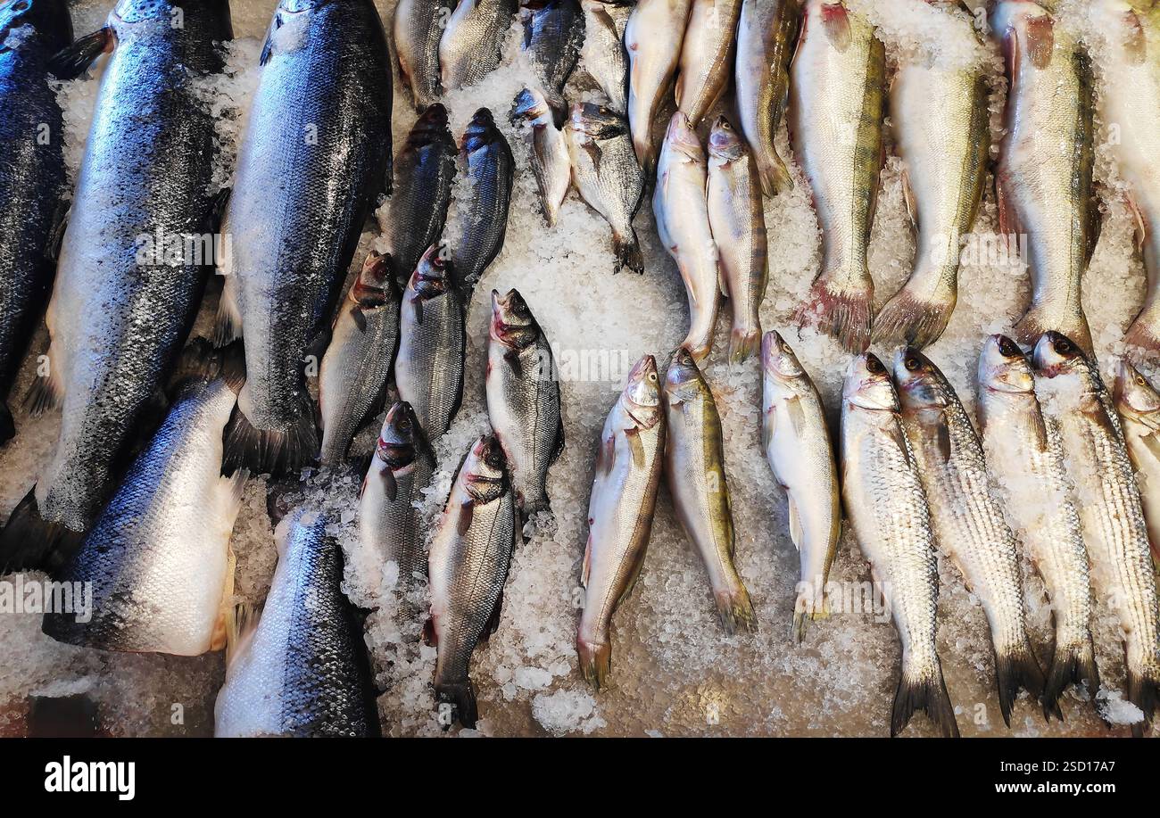 Frischer Fisch auf der Eistheke im Supermarkt. Stockfoto