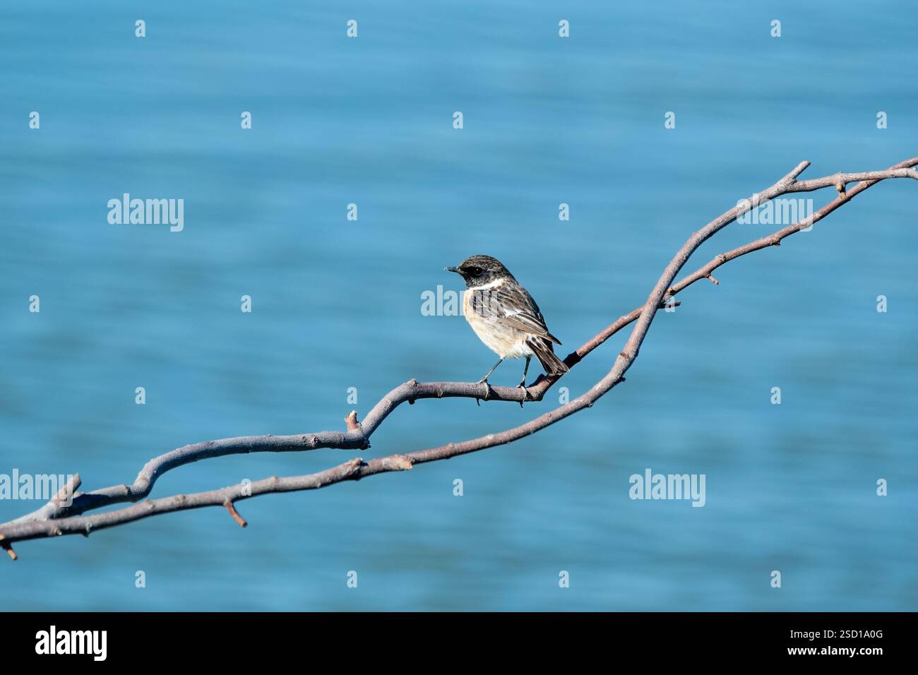 Europäischer Steinechat, Saxicola rubicola, auf einem trockenen Ast vor einem ruhigen blauen Wassergrund, Ebro-Delta, Katalonien, Spanien Stockfoto