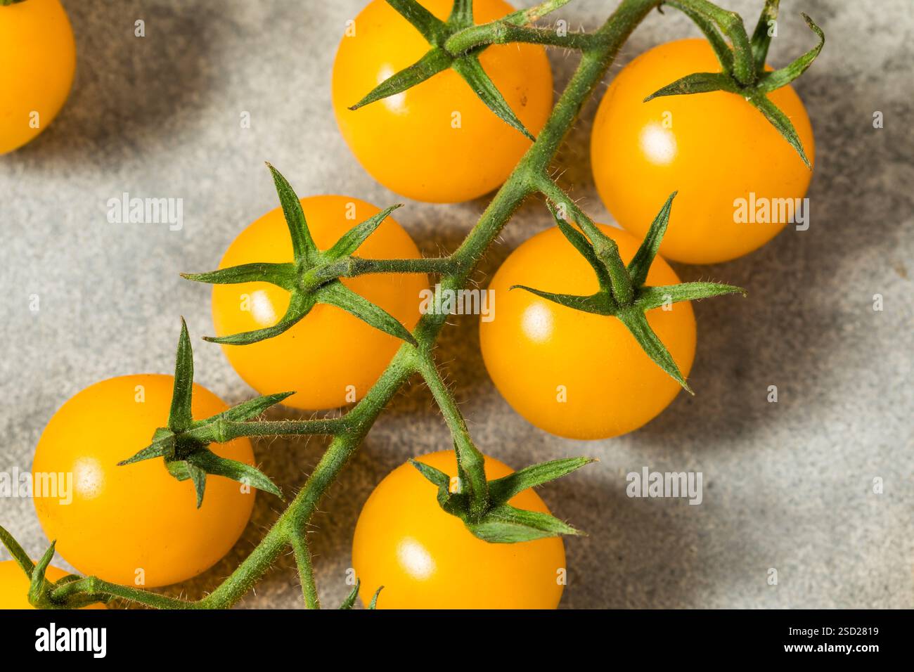 Bio Roh gelbe Kirschtomaten auf der Rebe Stockfoto