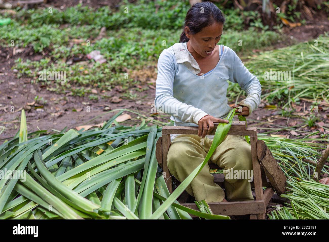 Eine Frau bereitet geschnittene Pandanusblätter vor, um sie in die Matten in Bohol auf den Philippinen zu weben, ein wichtiges traditionelles Handwerk, das den Lebensunterhalt der Gemeinschaft unterstützt Stockfoto