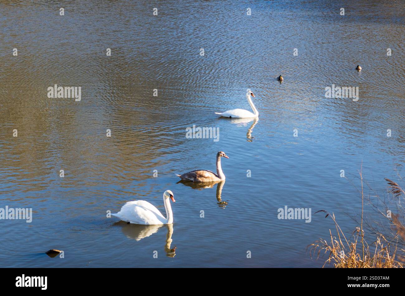 Nahaufnahme der Zygneten, Enten, Schwäne am Teich. Stockfoto