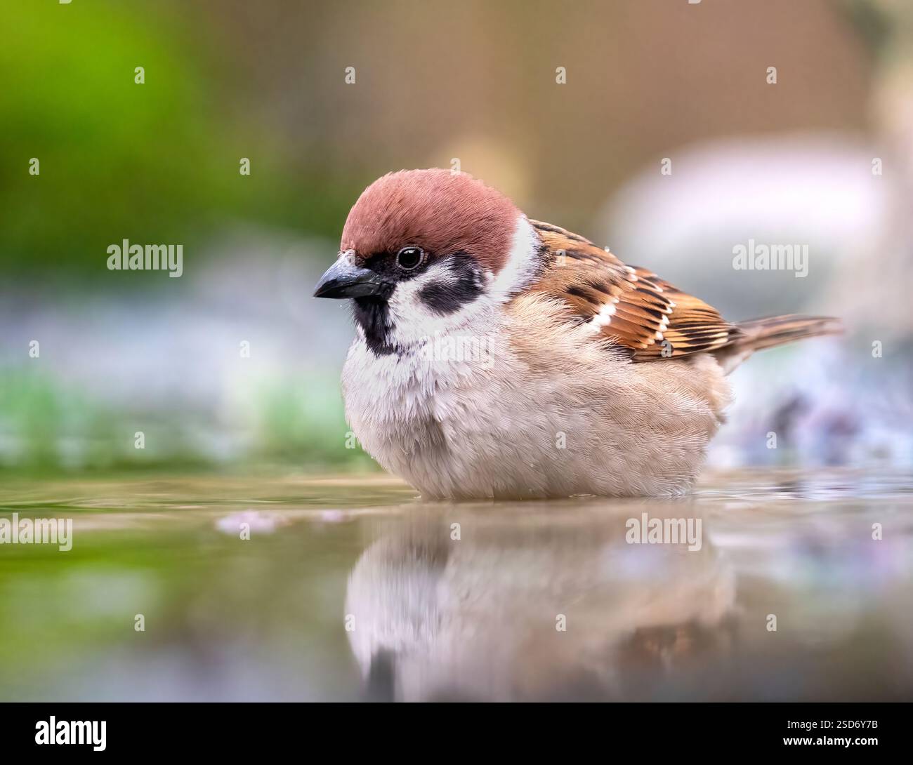 Eurasischer Spatzen (Passer montanus), in einem Becken im Wald, Niederlande Stockfoto