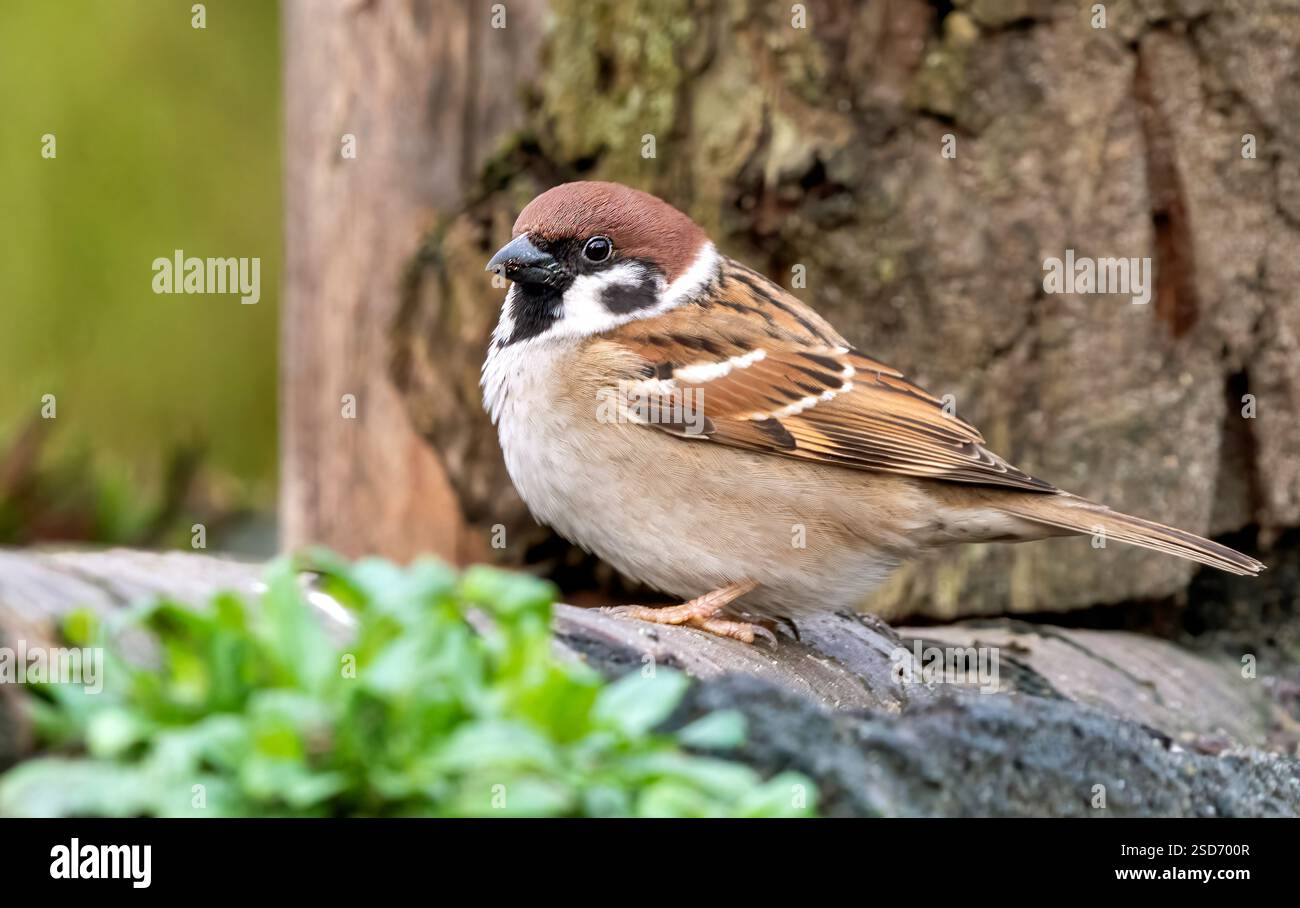 Eurasischer Baumpatzen (Passer montanus), Seitenansicht eines erwachsenen Hochsitzes, Niederlande Stockfoto