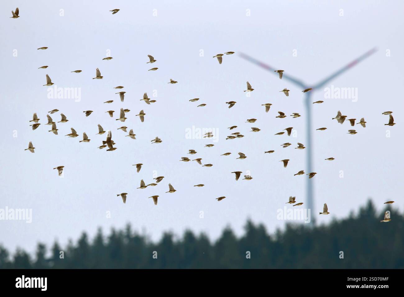 Eurasische Himmelslarke (Alauda arvensis), Herde im Flug, Windkraftanlage im Hintergrund, Deutschland Stockfoto
