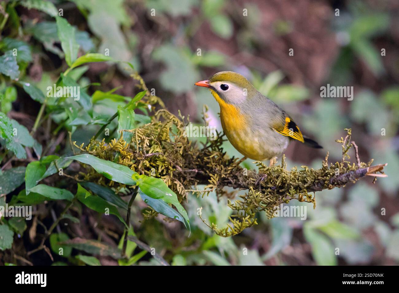 Rotschnabel Leiothrix, Pekin robin, Pekin Nachtigall, Japanische Nachtigall, Japanische hügelrobin (Leiothrix lutea), sitzt auf einer Zweigstelle, China, Yunnan, Stockfoto