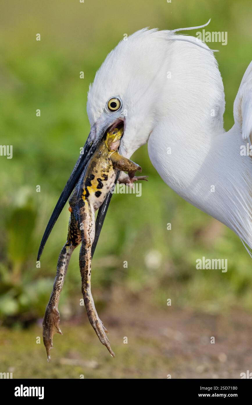 Reiher (Egretta garzetta), Frosch essen, Porträt, Italien, Kampanien Stockfoto
