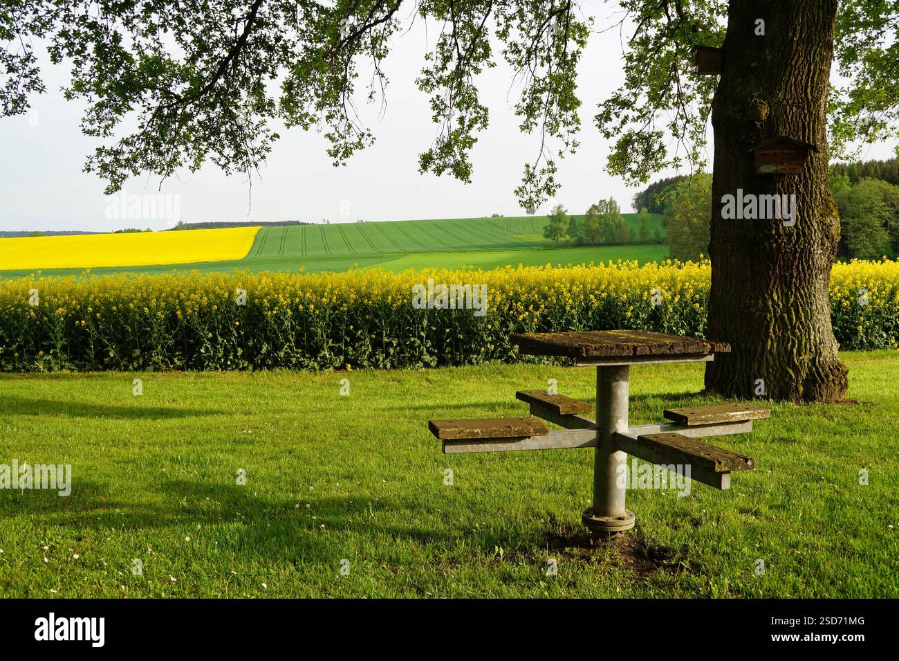 Ein idyllischer Blick auf den Frühling mit üppigen gelben Rapsfeldern, umgeben von grünen Bäumen an einem wunderschönen warmen Tag Stockfoto