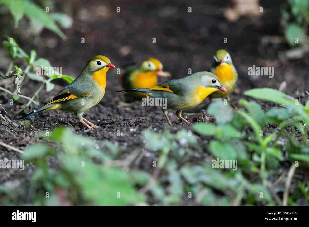 Rotschnabel-Leiothrix, Pekin robin, Pekin-Nachtigall, Japanische Nachtigall, Japanische hügelrobin (Leiothrix lutea), Truppe auf der Suche vor Ort, China Stockfoto