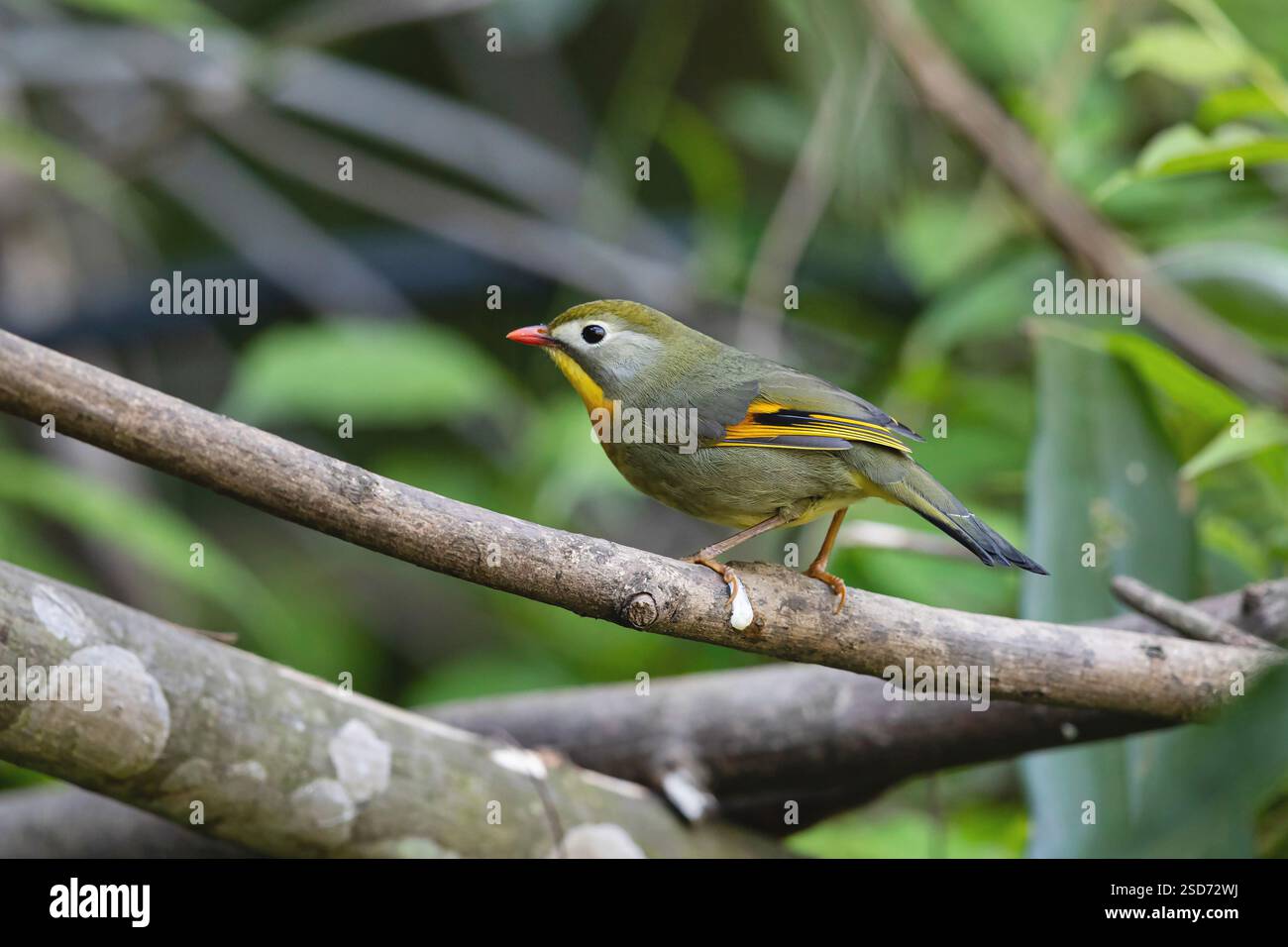 Rotschnabel Leiothrix, Pekin robin, Pekin Nachtigall, Japanische Nachtigall, Japanische hügelrobin (Leiothrix lutea), auf einem Zweig stehend, Seitenansicht, CH Stockfoto