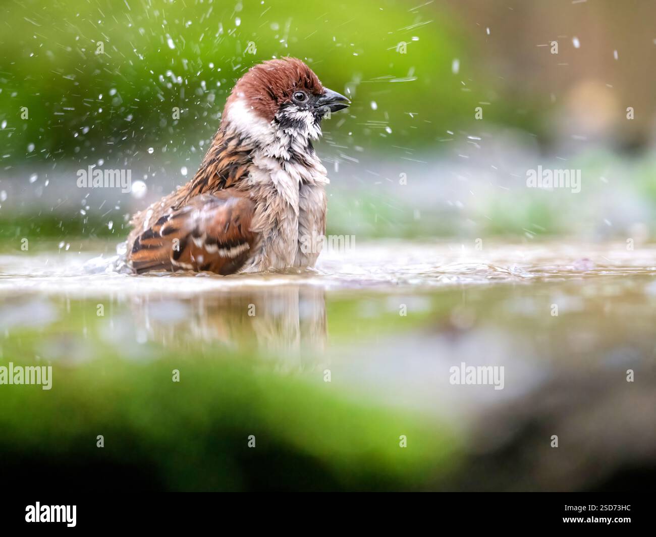 Eurasischer Spatzen (Passer montanus), Baden in einem Becken im Wald, Niederlande Stockfoto