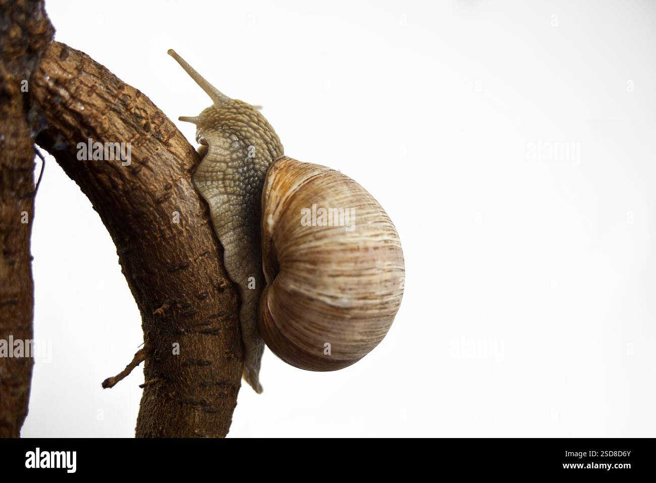 Römische Schnecke, Burgunderschnecke, essbare Schnecke (Helix pomatia) Stockfoto