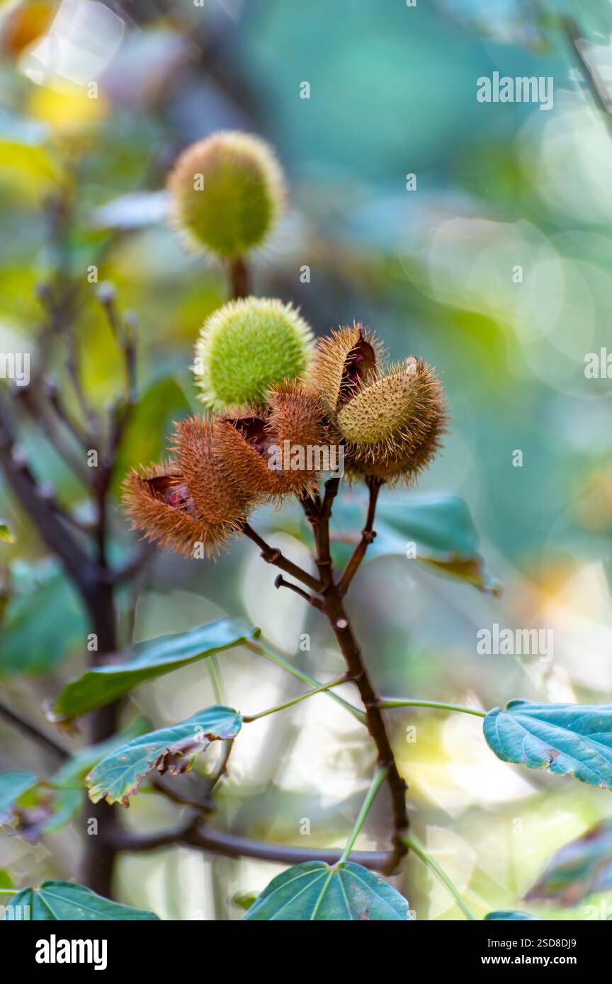 Bixa Orellana oder Achiote Pflanze, Quelle von Anato, natürliches reifes orange-rotes Gewürz, das zur Färbung von Lebensmitteln, Körperfarbe, Gewürz verwendet wird Stockfoto