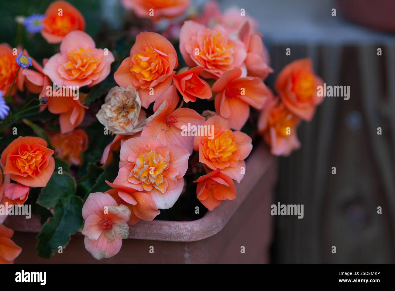 Elatior Begonias Pflanze für den Garten Stockfoto