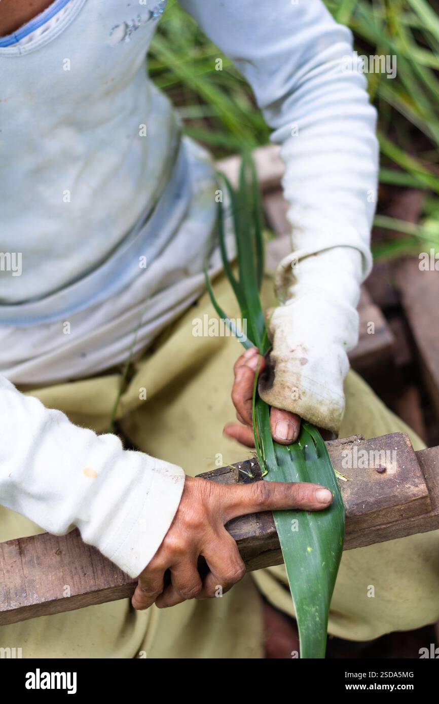 Eine Frau bereitet geschnittene Pandanusblätter vor, um sie in die Matten in Bohol auf den Philippinen zu weben, ein wichtiges traditionelles Handwerk, das den Lebensunterhalt der Gemeinschaft unterstützt Stockfoto