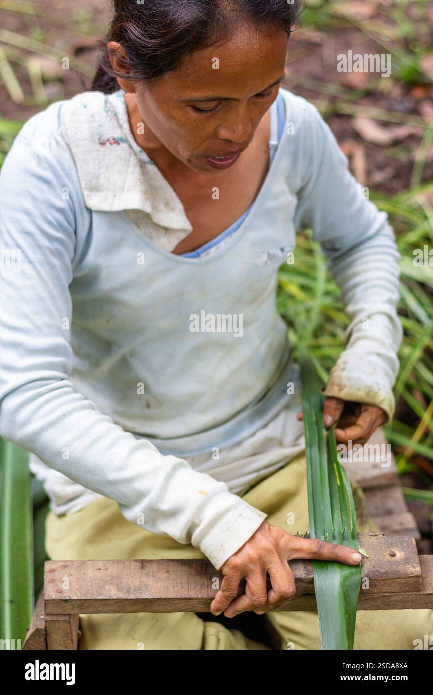 Eine Frau bereitet geschnittene Pandanusblätter vor, um sie in die Matten in Bohol auf den Philippinen zu weben, ein wichtiges traditionelles Handwerk, das den Lebensunterhalt der Gemeinschaft unterstützt Stockfoto