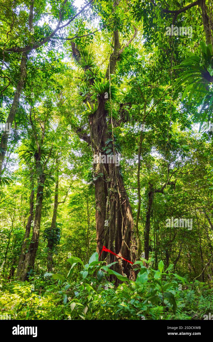 Der antike Baum mit verdrehten Wurzeln und Weinstöcken in einem dichten Tropenwald Stockfoto