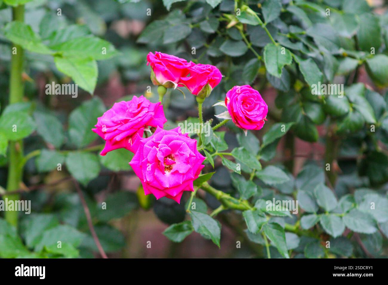 Leuchtende rosa Rosen blühen im Frühling inmitten von saftig grünen Blättern. Stockfoto