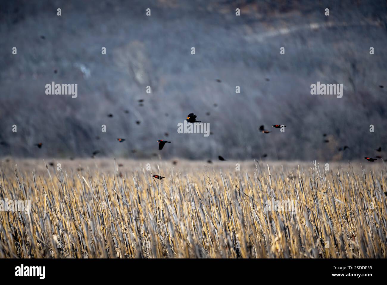 Red Winged Blackbirds zu Hunderten auf der Suche nach Kernen von einem Feld. Stockfoto