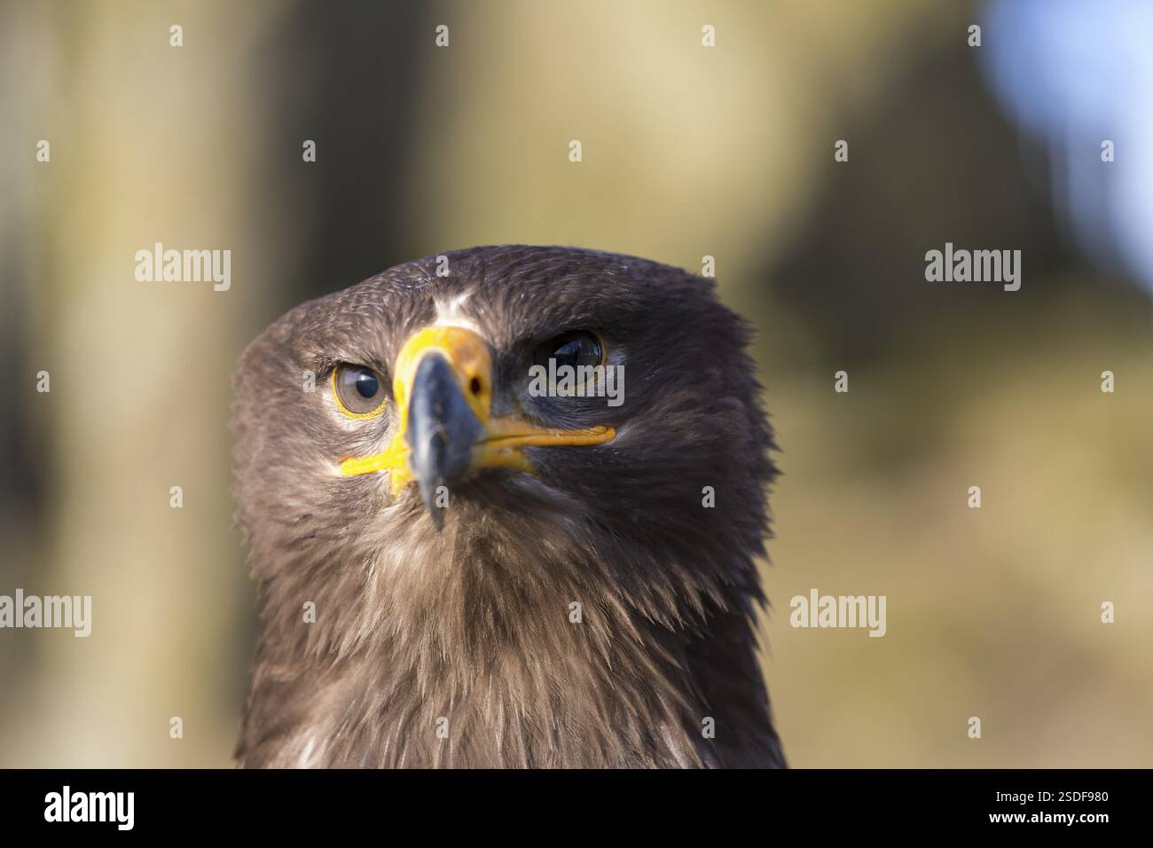 Porträt von Aquila nipalensis, Steppenadler, im späten Licht mit grünem Hintergrund Stockfoto