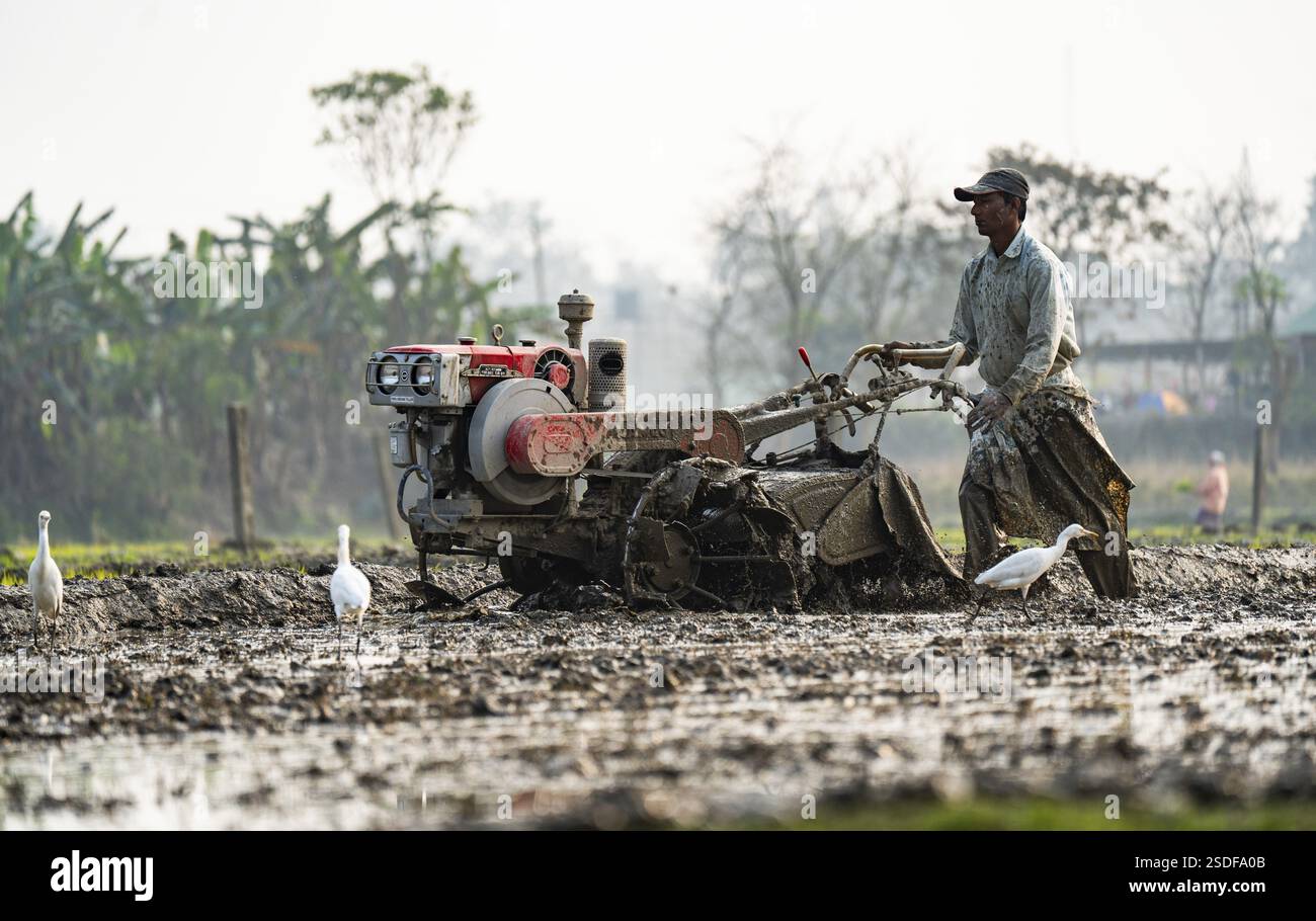 Ein Landwirt, der am 6. Februar 2025 ein landwirtschaftliches Feld im Dorf Mayong in Morigaon, Indien, pflügt Stockfoto