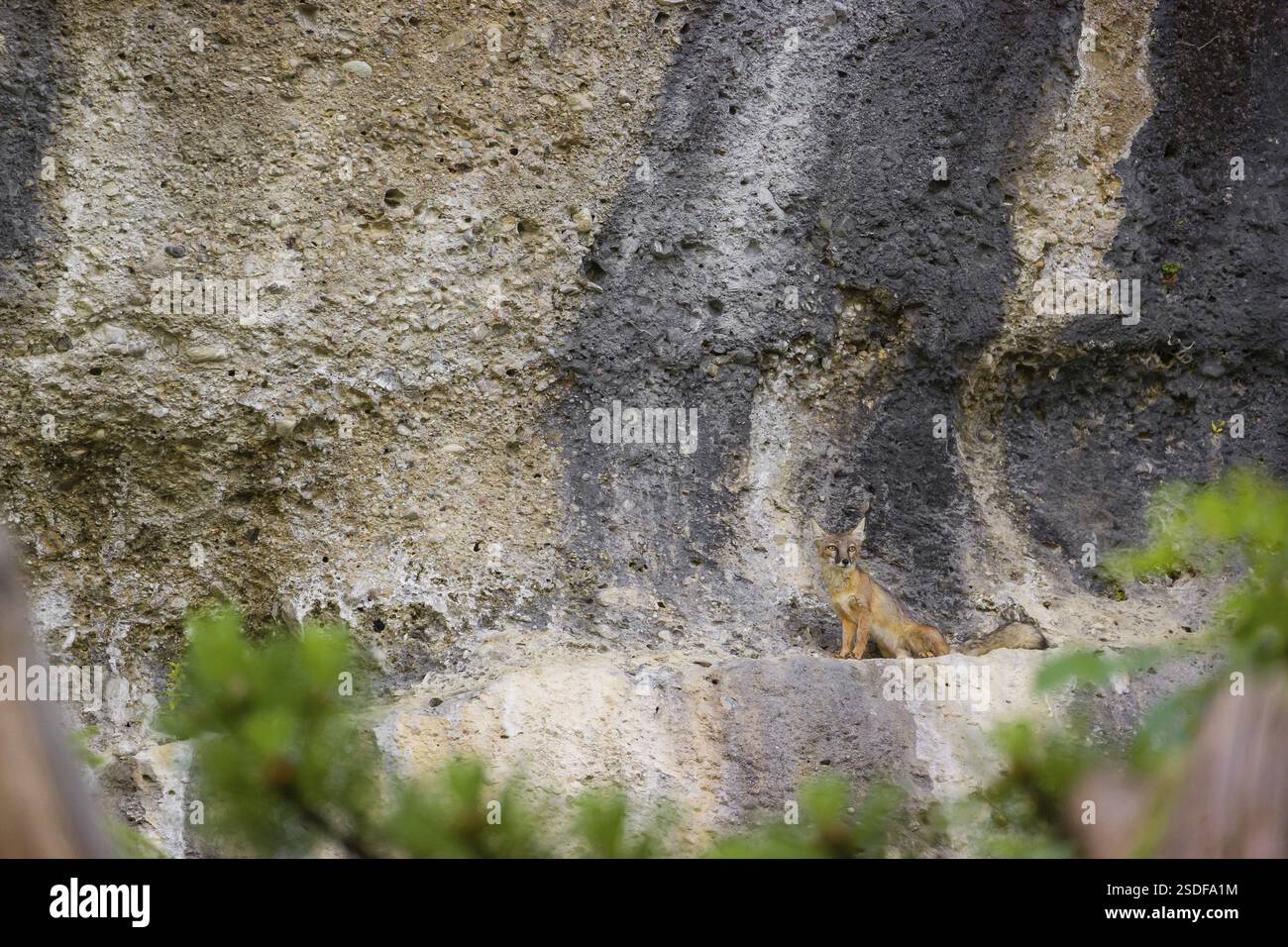 Ein korsischer Fuchs (Vulpes corsac), der auf einem Felsvorsprung steht Stockfoto