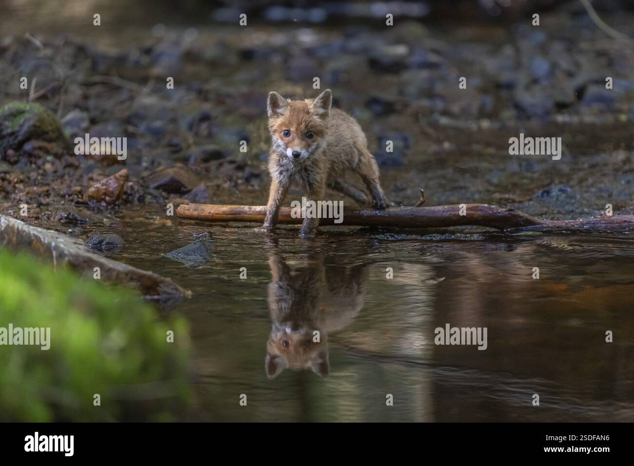 Ein junger Rotfuchs, Vulpes vulpes, spaziert im späten Licht durch einen flachen Waldbach. Suche nach Lebensmitteln Stockfoto
