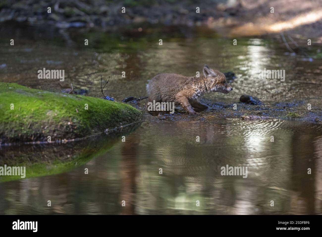 Ein junger Rotfuchs, Vulpes vulpes, läuft im späten Licht über einen moosigen Felsen in einem flachen Waldbach. Suche nach Lebensmitteln Stockfoto