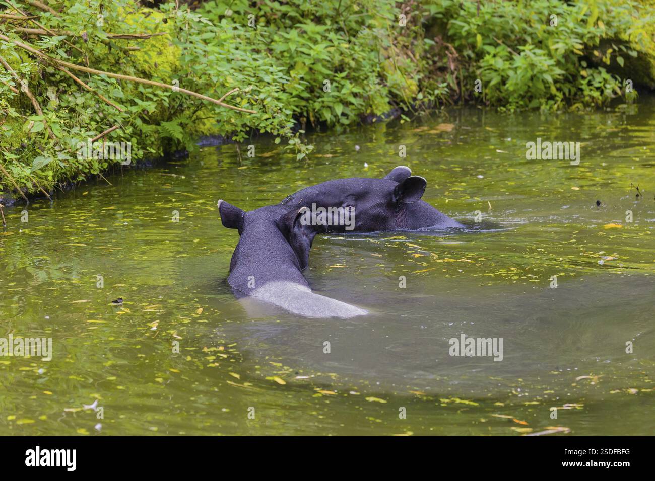 Zwei malayische Tapir (Acrocodia indica), ein Mann und ein Weibchen treffen sich im flachen Wasser eines Flusses Stockfoto