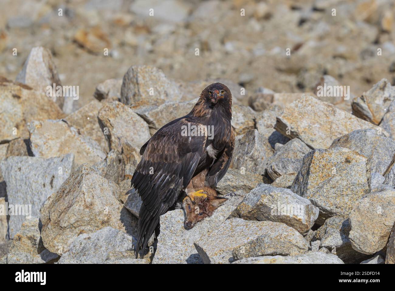 Ein Goldadler (Aquila chrysaetos) sitzt im hellen Sonnenlicht auf einem Geröllhang und ernährt sich von einem toten Fuchs. Felsen im Hintergrund Stockfoto