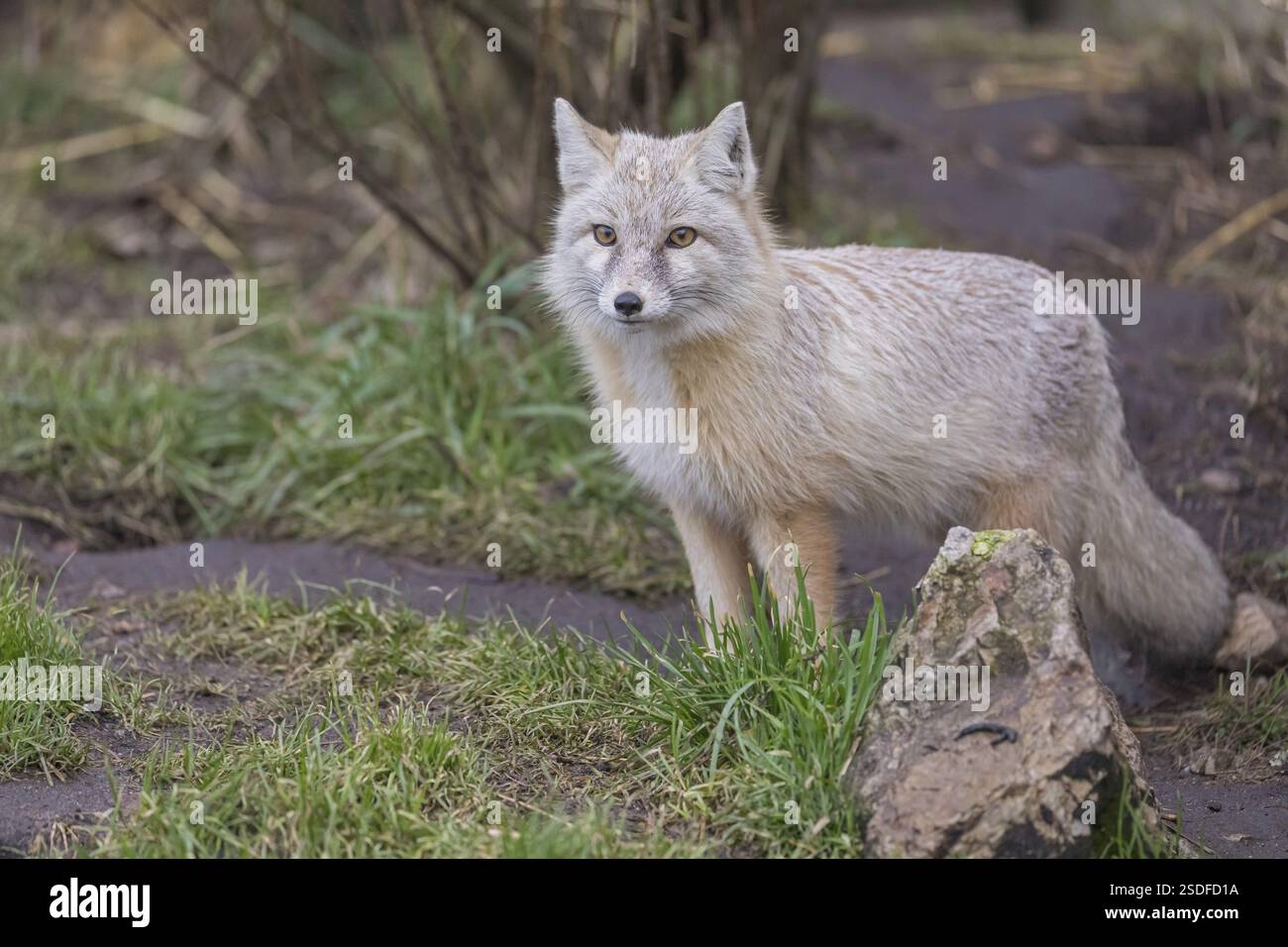 Ein Corsac Fuchs (Vulpes corsac), der auf grünem Gras am Waldrand steht Stockfoto