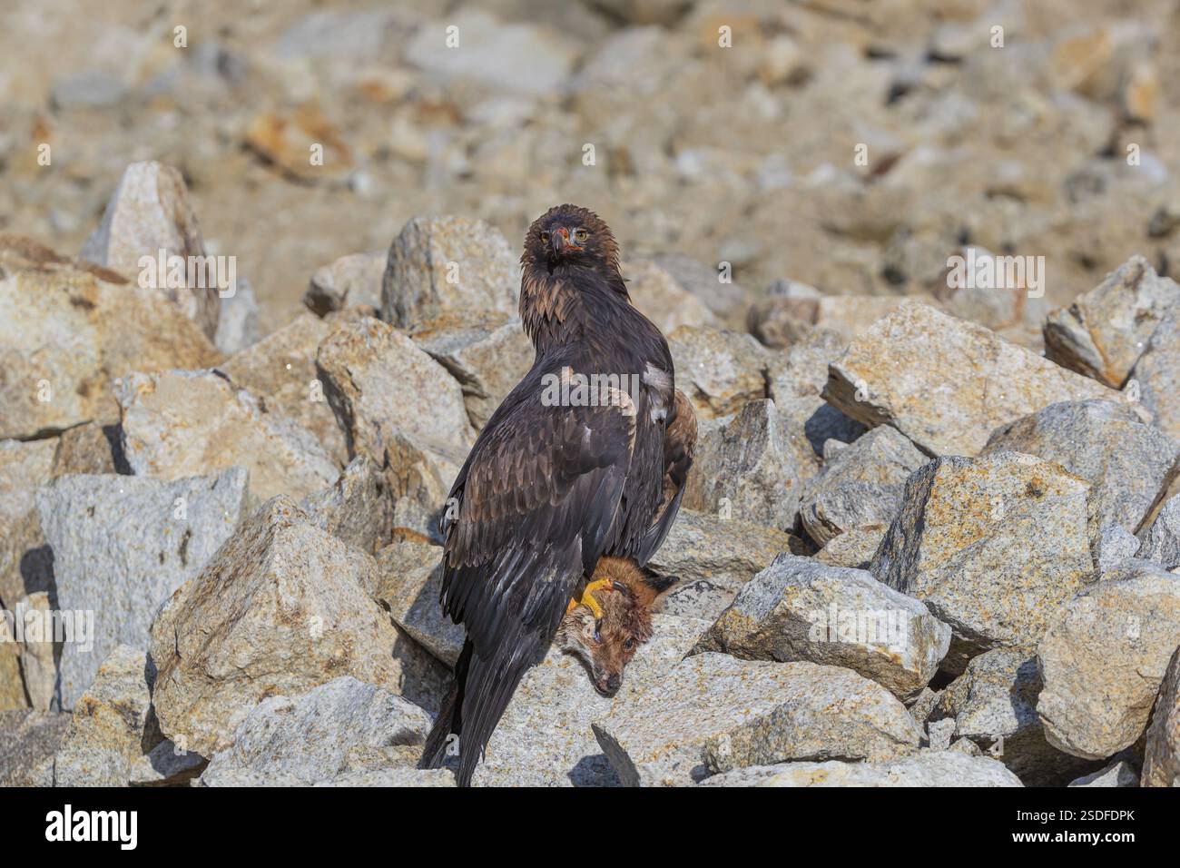 Ein Goldadler (Aquila chrysaetos) sitzt im hellen Sonnenlicht auf einem Geröllhang und ernährt sich von einem toten Fuchs. Felsen im Hintergrund Stockfoto