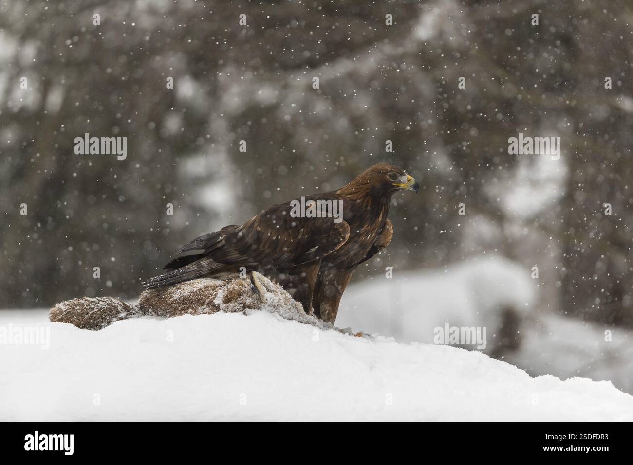 Ein Goldadler (Aquila chrysaetos) sitzt während des Schneefalls auf einem Kadaver eines Rotfuchses auf einer schneebedeckten Wiese. Ein Wald im Hintergrund Stockfoto