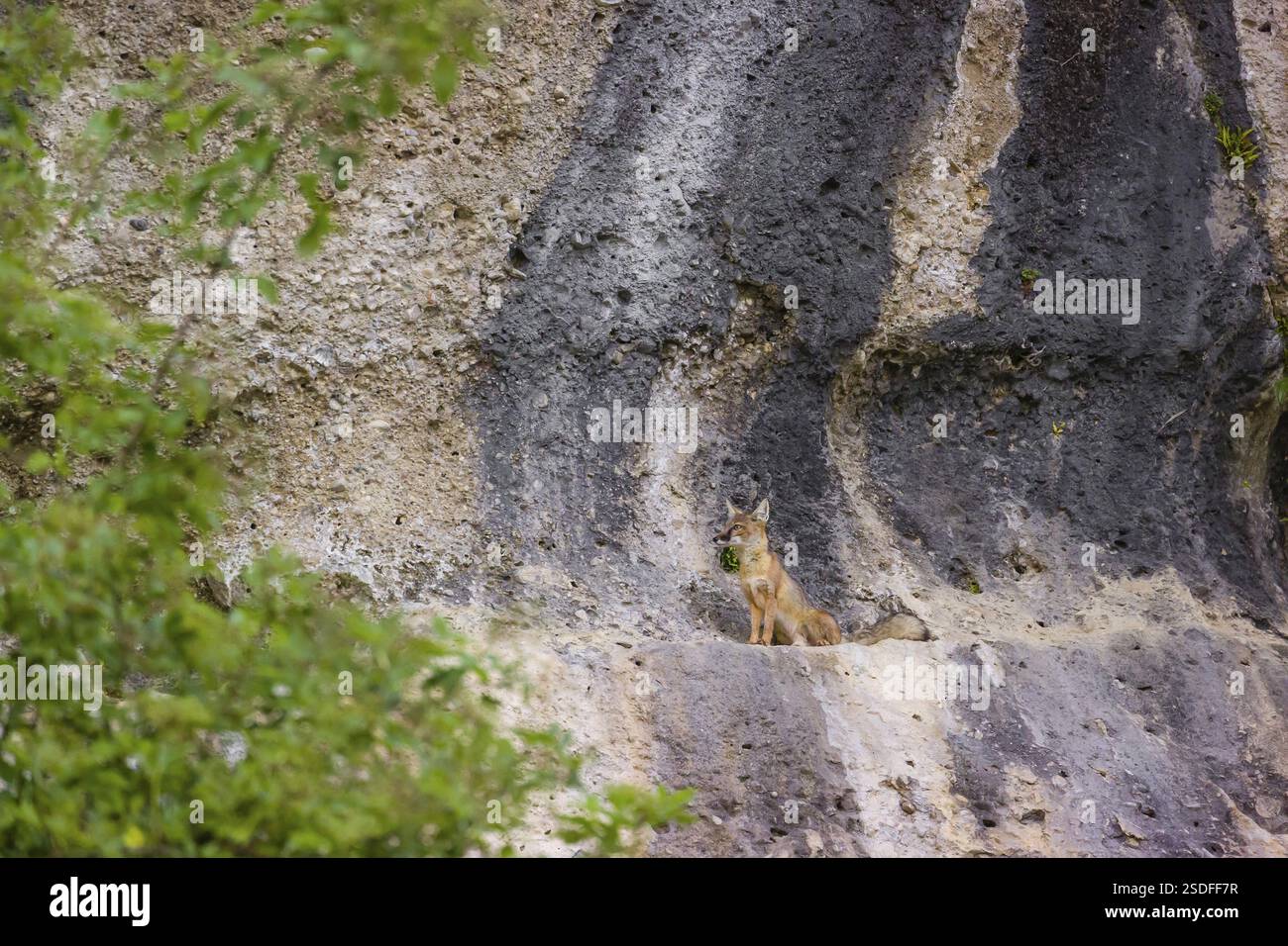 Ein korsischer Fuchs (Vulpes corsac), der auf einem Felsvorsprung steht Stockfoto