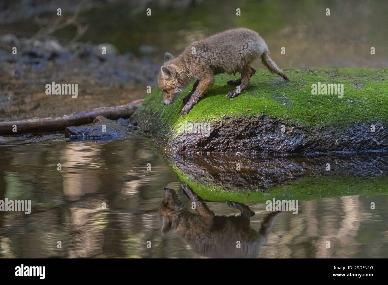 Ein junger Rotfuchs, Vulpes vulpes, läuft im späten Licht über einen moosigen Felsen in einem flachen Waldbach. Suche nach Lebensmitteln Stockfoto