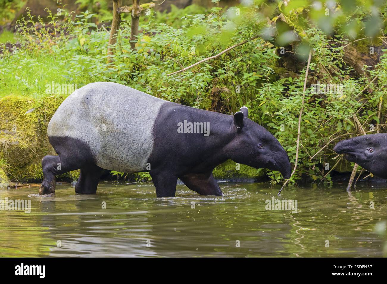 Zwei malayische Tapir (Acrocodia indica), ein Mann und ein Weibchen treffen sich im flachen Wasser eines Flusses Stockfoto