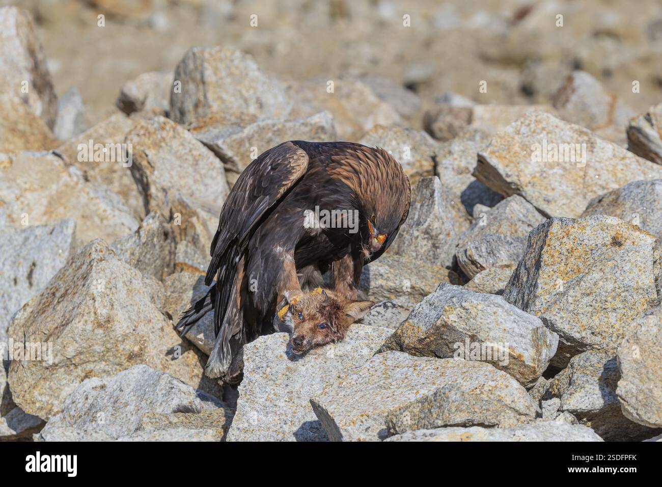 Ein Goldadler (Aquila chrysaetos) sitzt im hellen Sonnenlicht auf einem Geröllhang und ernährt sich von einem toten Fuchs. Felsen im Hintergrund Stockfoto