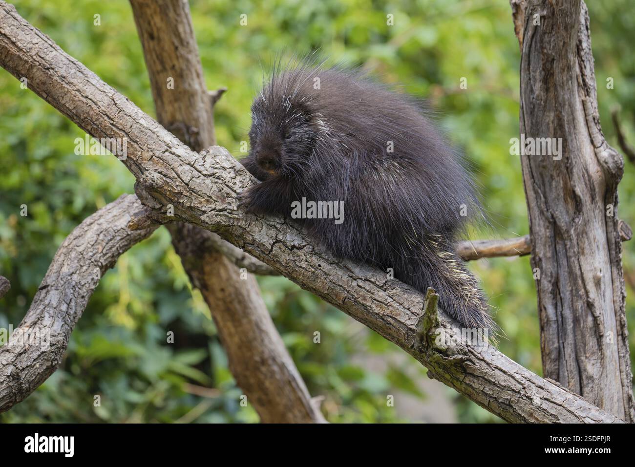 Ein nordamerikanisches Stachelschwein (Erethizon dorsatum) oder kanadisches Stachelschwein, das auf einem Zweig ruht. Ein Wald im Hintergrund Stockfoto