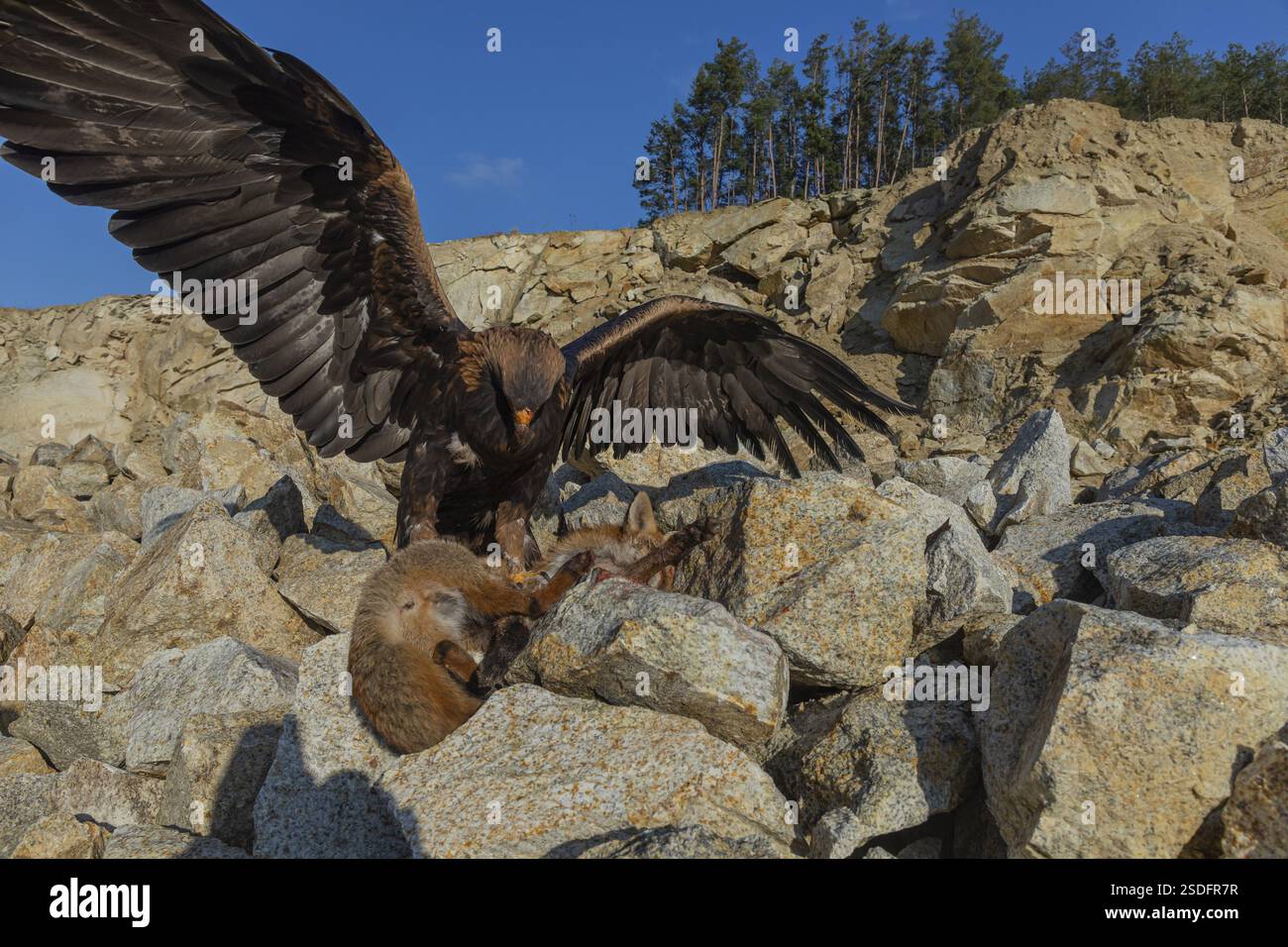 Ein Goldadler (Aquila chrysaetos) sitzt im hellen Sonnenlicht auf einem Geröllhang und ernährt sich von einem toten Fuchs. Felsen, Bäume und blauer Himmel im Hintergrund Stockfoto