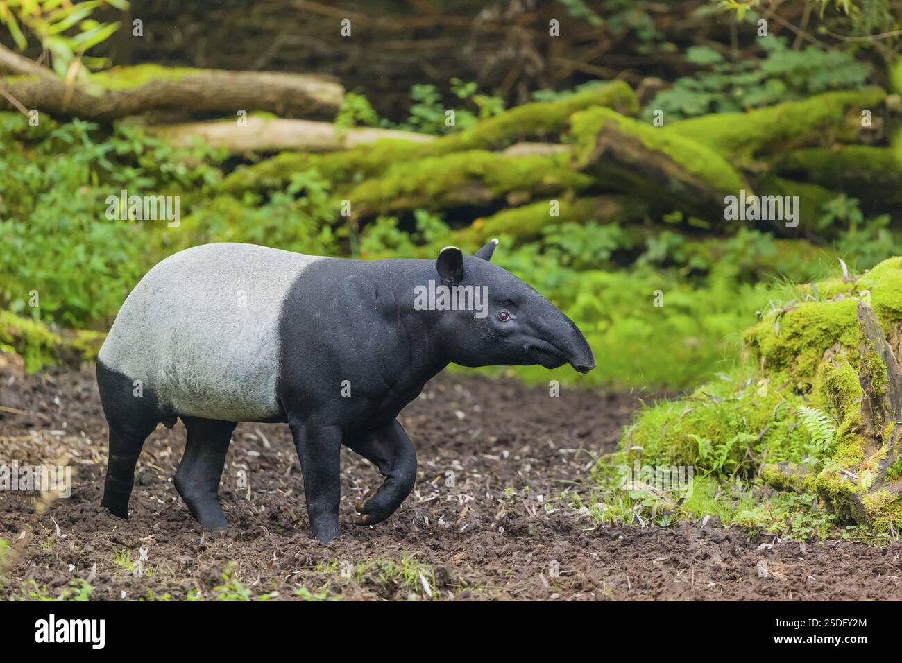 Ein malayischer Tapir (Acrocodia indica) läuft über eine Lichtung Stockfoto