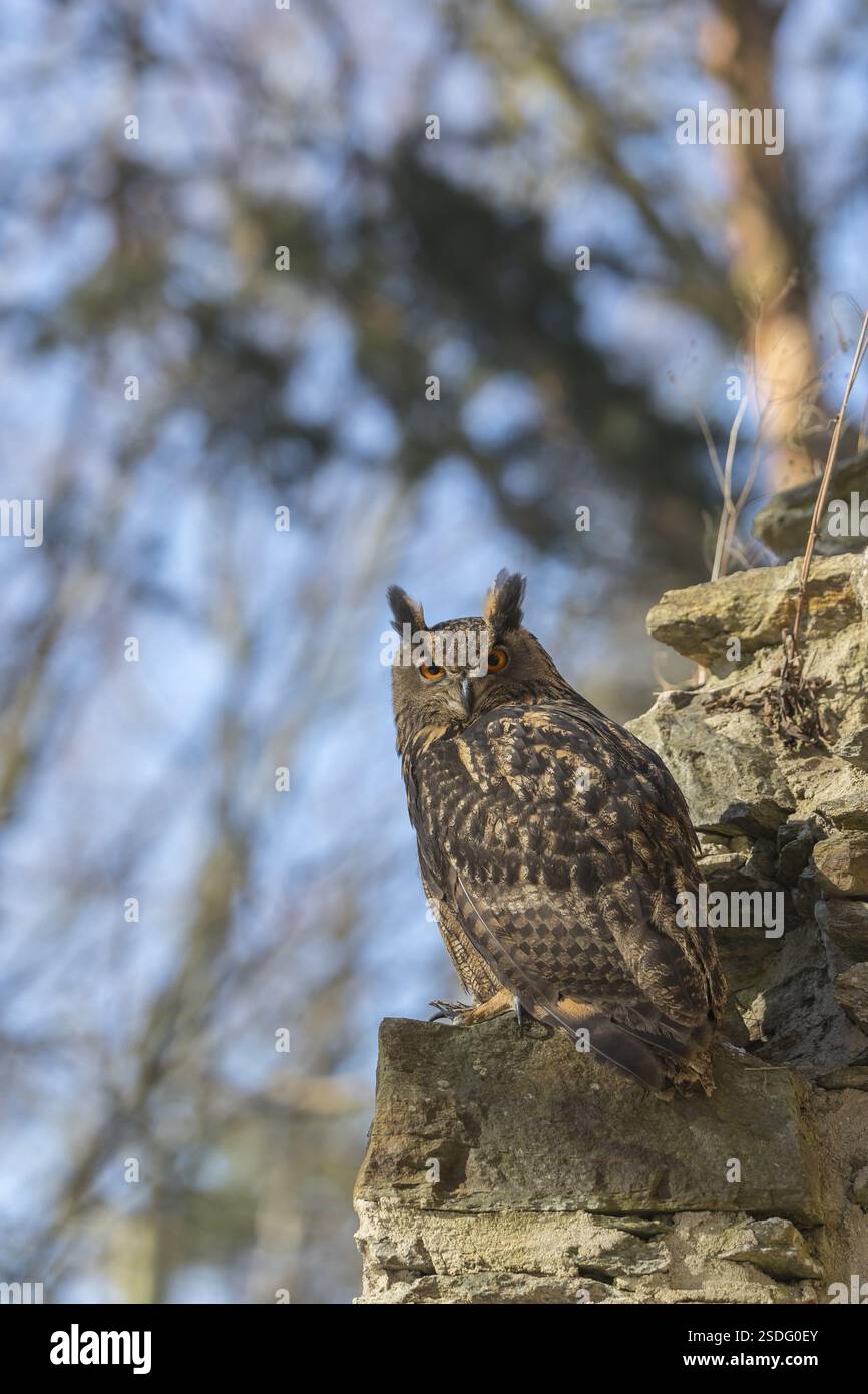 Eine eurasische Uhu, Bubo Bubo, thront auf den Wänden einer Ruine eines Klosters. Bäume und blauer Himmel im Hintergrund Stockfoto