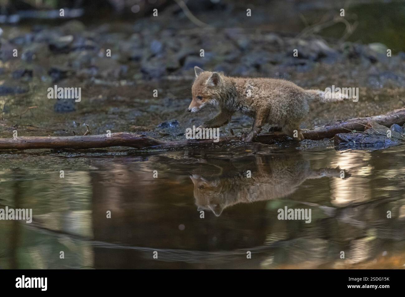 Ein junger Rotfuchs, Vulpes vulpes, spaziert im späten Licht durch einen flachen Waldbach. Suche nach Lebensmitteln Stockfoto