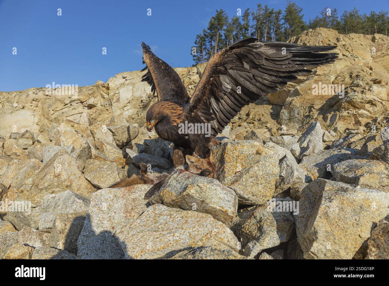 Ein Goldadler (Aquila chrysaetos) sitzt im hellen Sonnenlicht auf einem Geröllhang und ernährt sich von einem toten Fuchs. Felsen, Bäume und blauer Himmel im Hintergrund Stockfoto