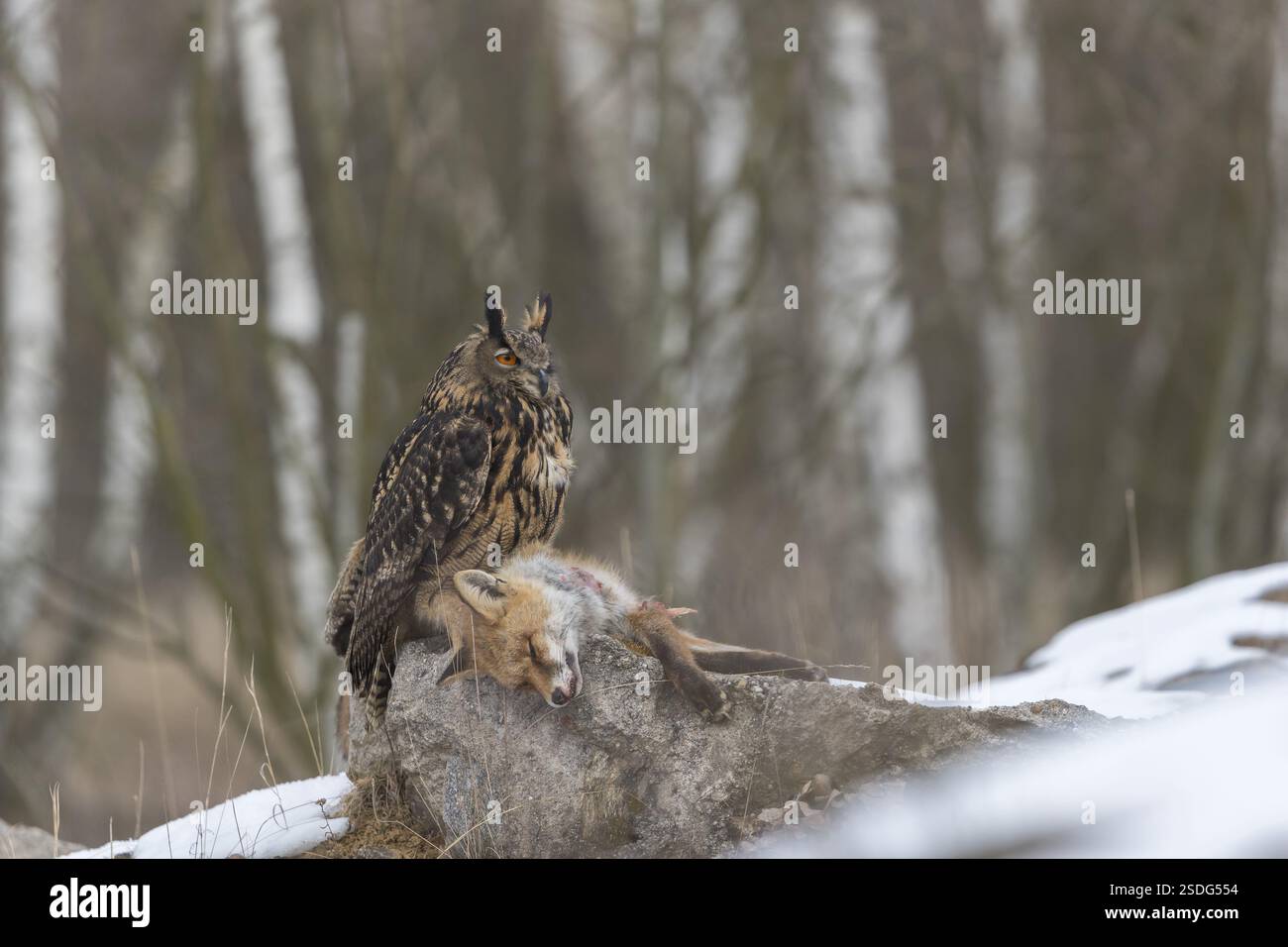 Eine eurasische Uhu, Bubo Bubo, sitzt auf einem Kadaver eines Rotfuchses, der auf einem Felsen liegt. Ein Wald im Hintergrund Stockfoto