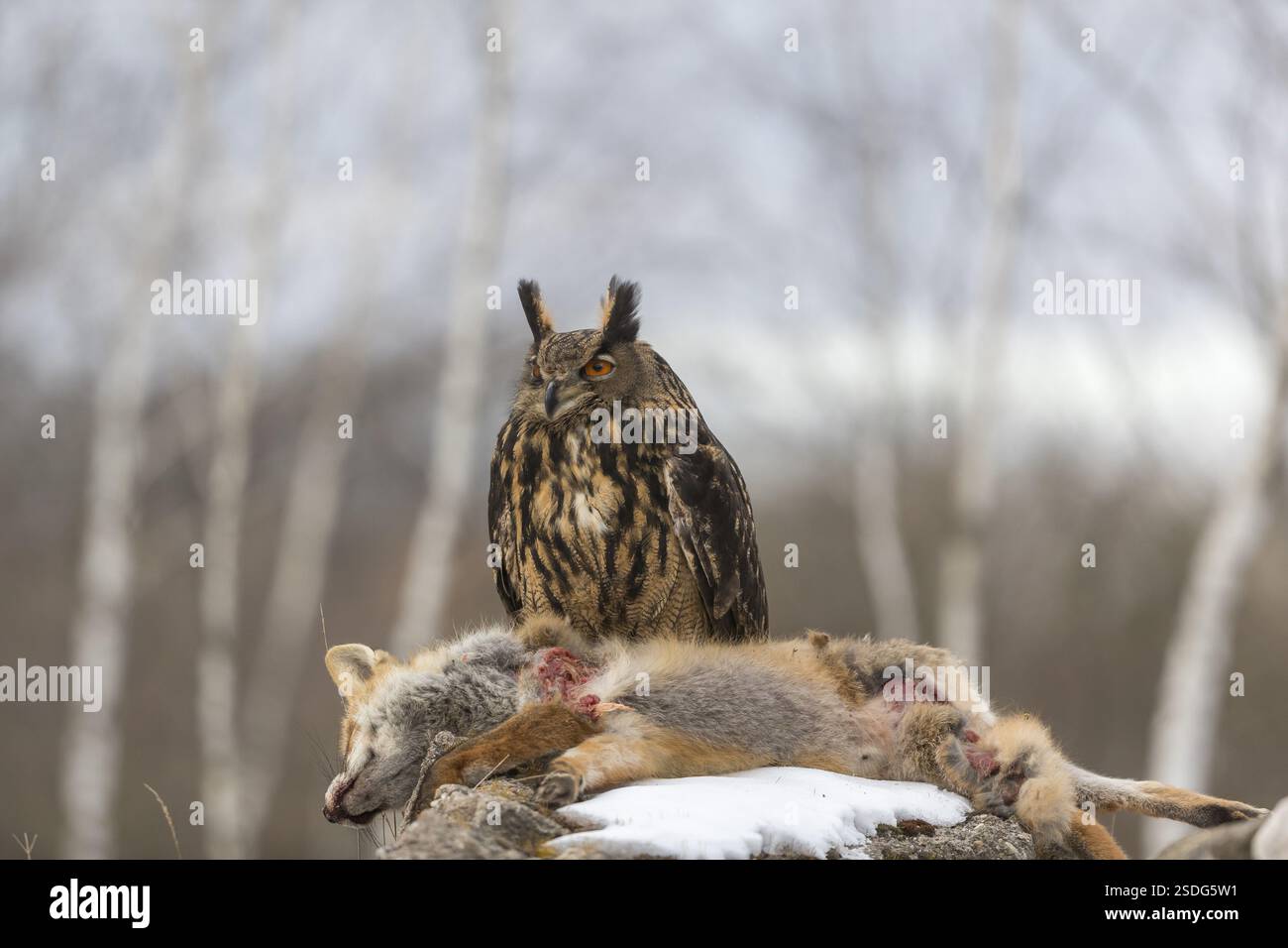 Eine eurasische Uhu, Bubo Bubo, sitzt auf einem Kadaver eines Rotfuchses, der auf einem Felsen liegt. Ein Wald im Hintergrund Stockfoto