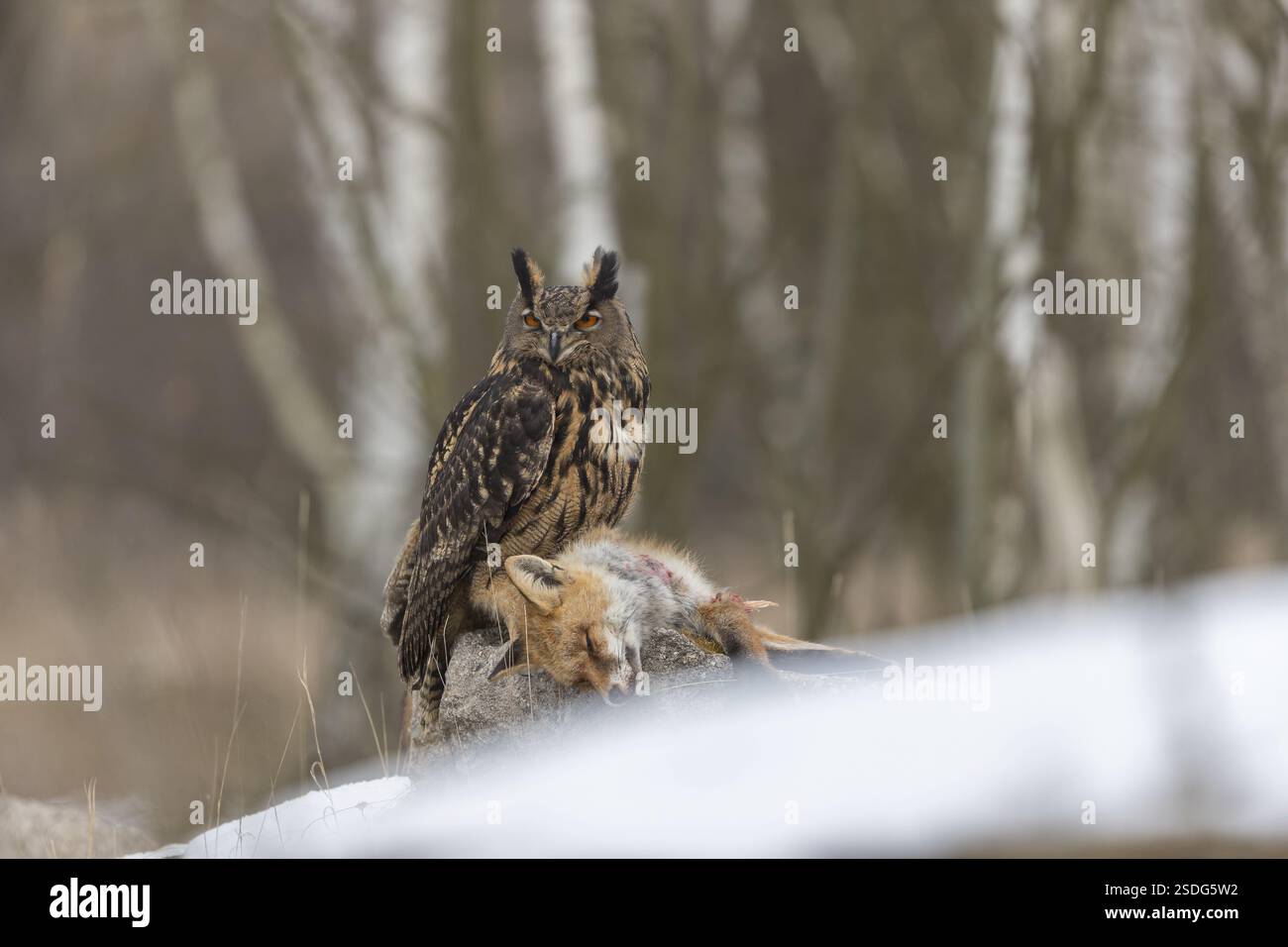 Eine eurasische Uhu, Bubo Bubo, sitzt auf einem Kadaver eines Rotfuchses, der auf einem Felsen liegt. Ein Wald im Hintergrund Stockfoto