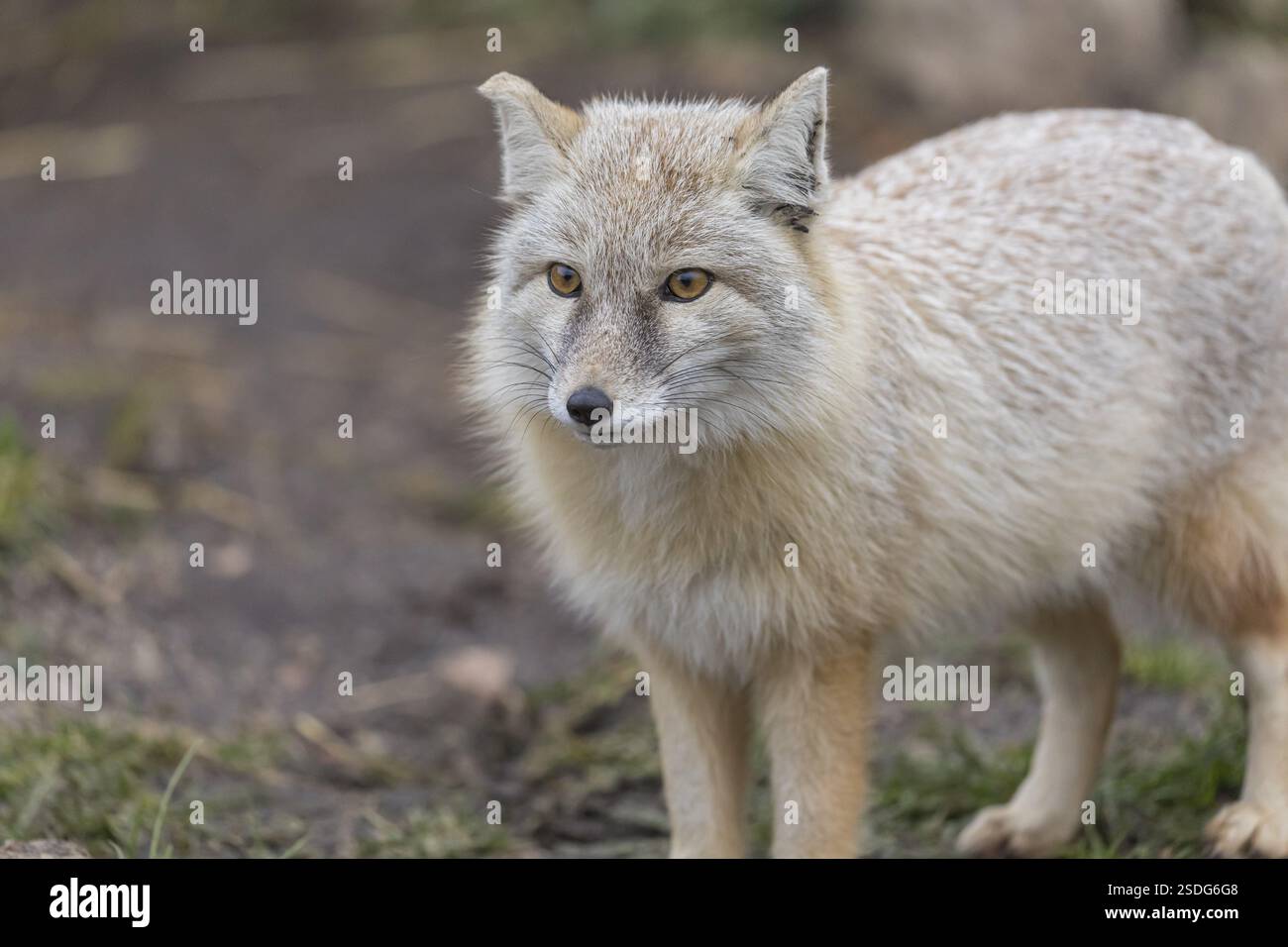 Porträt eines Korsac Fuchs (Vulpes corsac) Stockfoto