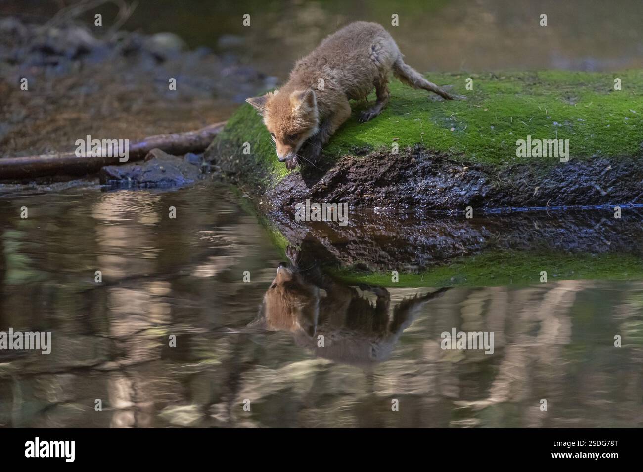 Ein junger Rotfuchs, Vulpes vulpes, läuft im späten Licht über einen moosigen Felsen in einem flachen Waldbach. Suche nach Lebensmitteln Stockfoto
